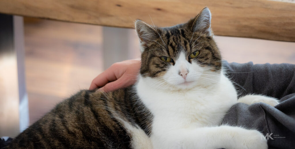 Josy in einer ihrer Lieblingspositionen