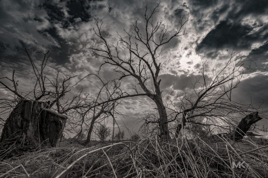 Baum in der Nähe von Weilbach im Unterallgäu