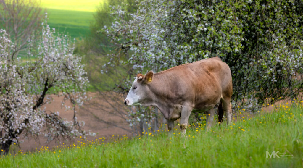 Eine Kuh auf der Nachbarweide