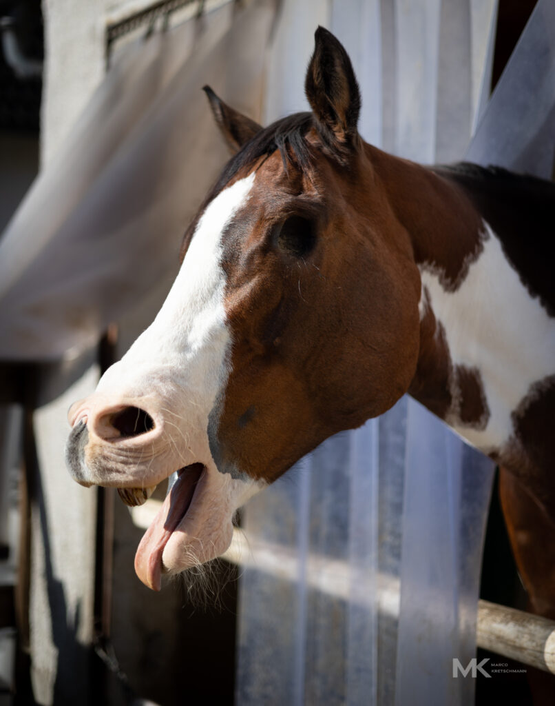 Die Stute Zwetschge noch etwas müde