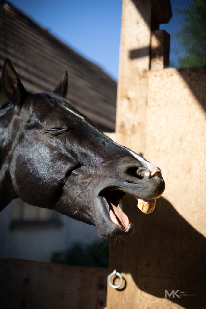 Der Wallach Stormy noch etwas müde