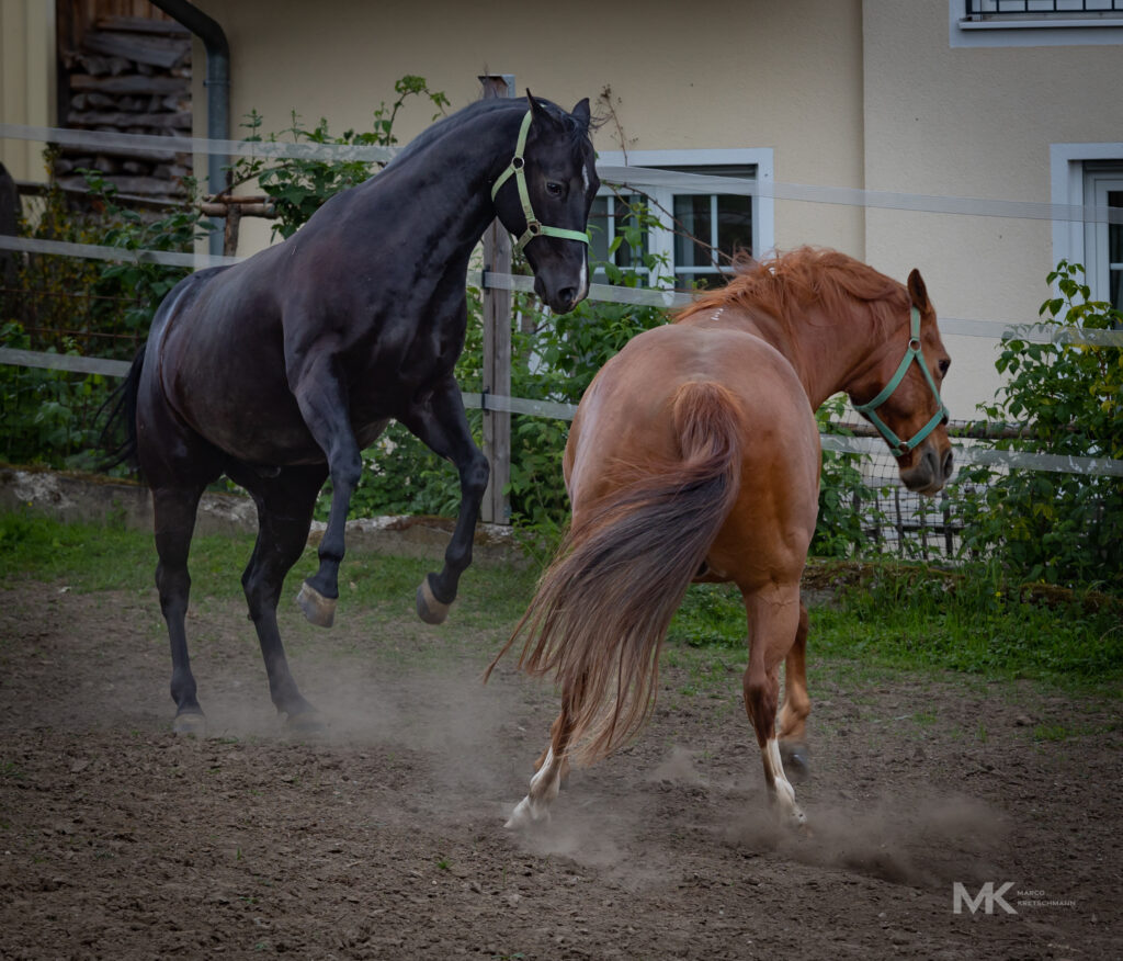 Stormy und Bubi beim Spielen