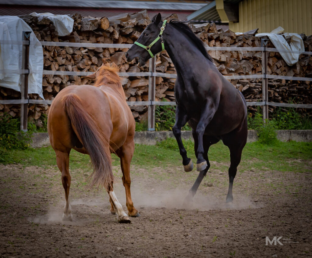 Stormy und Bubi beim Spielen