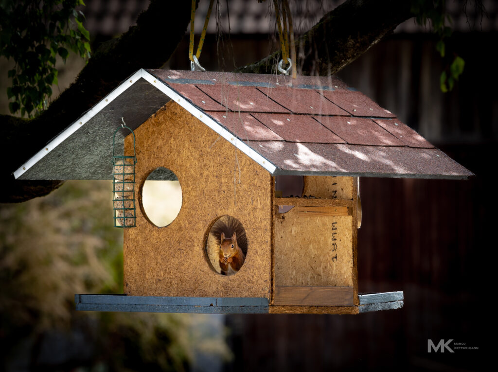 Unser Hof-Eichhörnchen beim Fressen im Vogelhaus