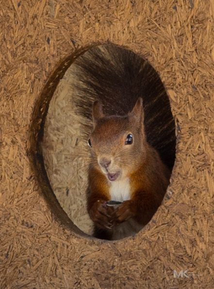 Unser lächelndes Hof-Eichhörnchen beim Fressen im Vogelhaus