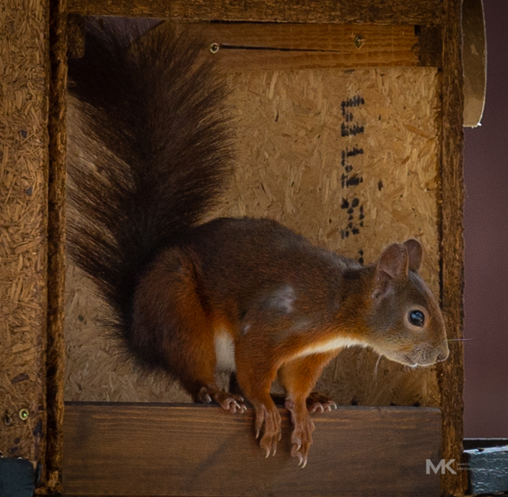 Unser Hof-Eichhörnchen beim Fressen im Vogelhaus - Seitenansicht