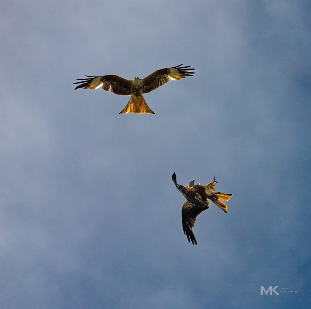 Zwei Milane im "Luftkampf"