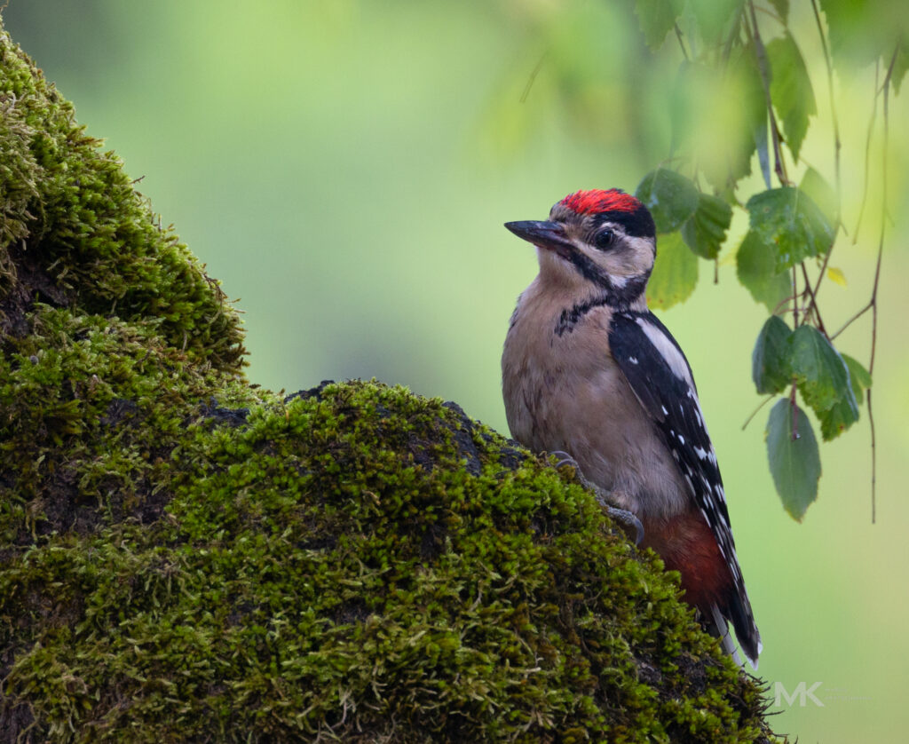 Ein Buntspecht - Dauergast bei uns. Aufgenommen mit dem Canon EOS RF 800
