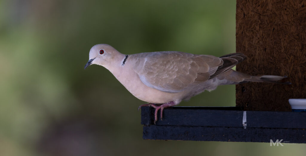Unsere "Haus-Taube" aufgenommen mit dem Canon EOS RF 800
