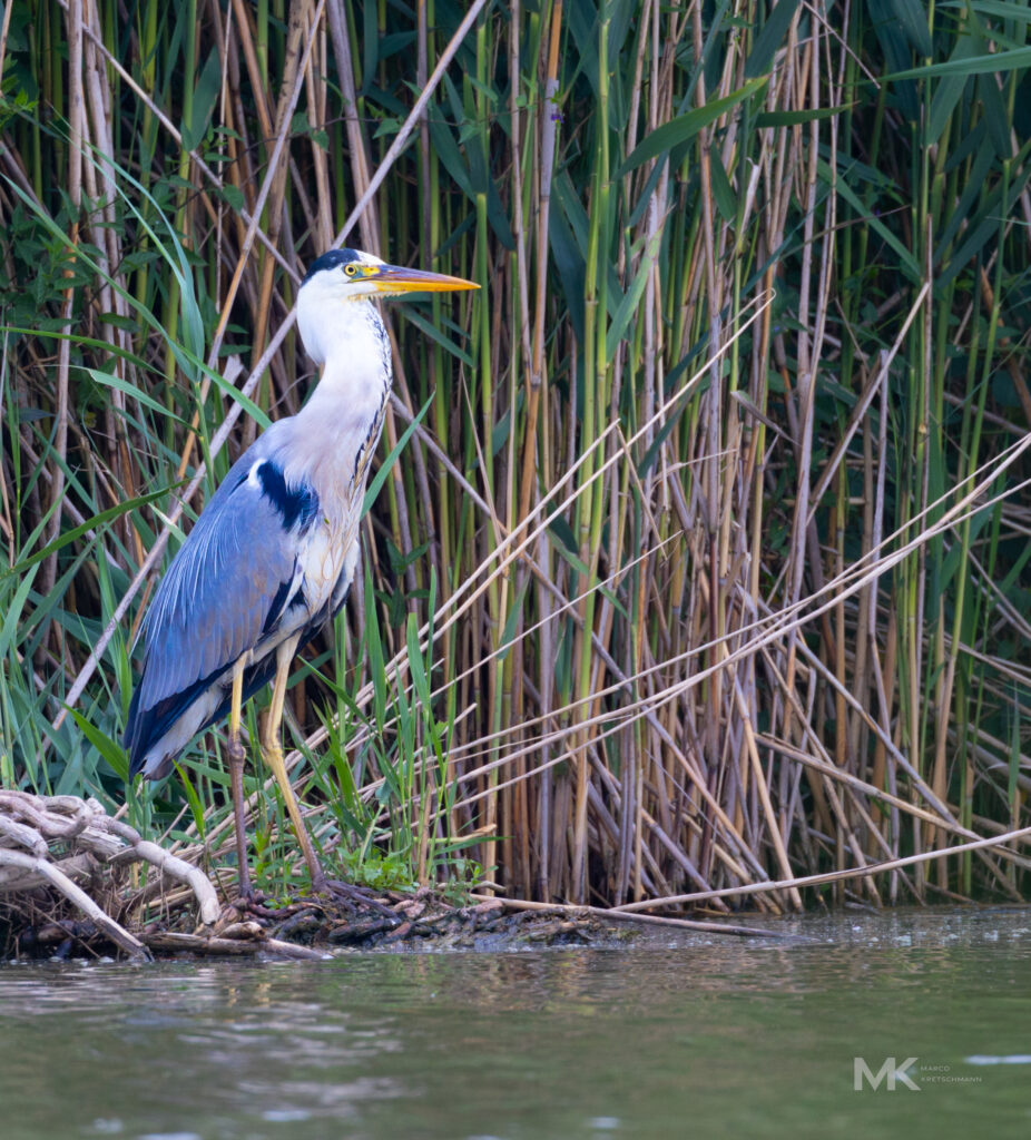 Graureiher am Weiher in Bedernau