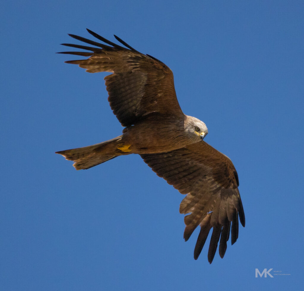 Milan auf Streifzug Bedernau / Unterallgäu
