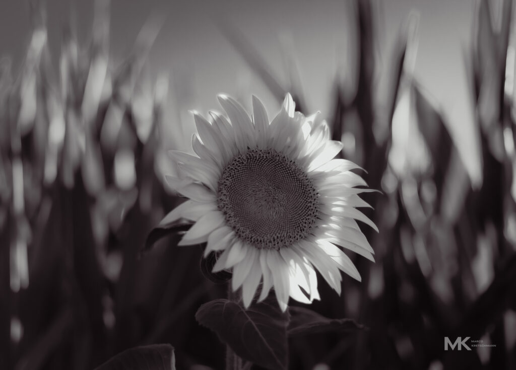 Sonnenblume schwarz-weiss