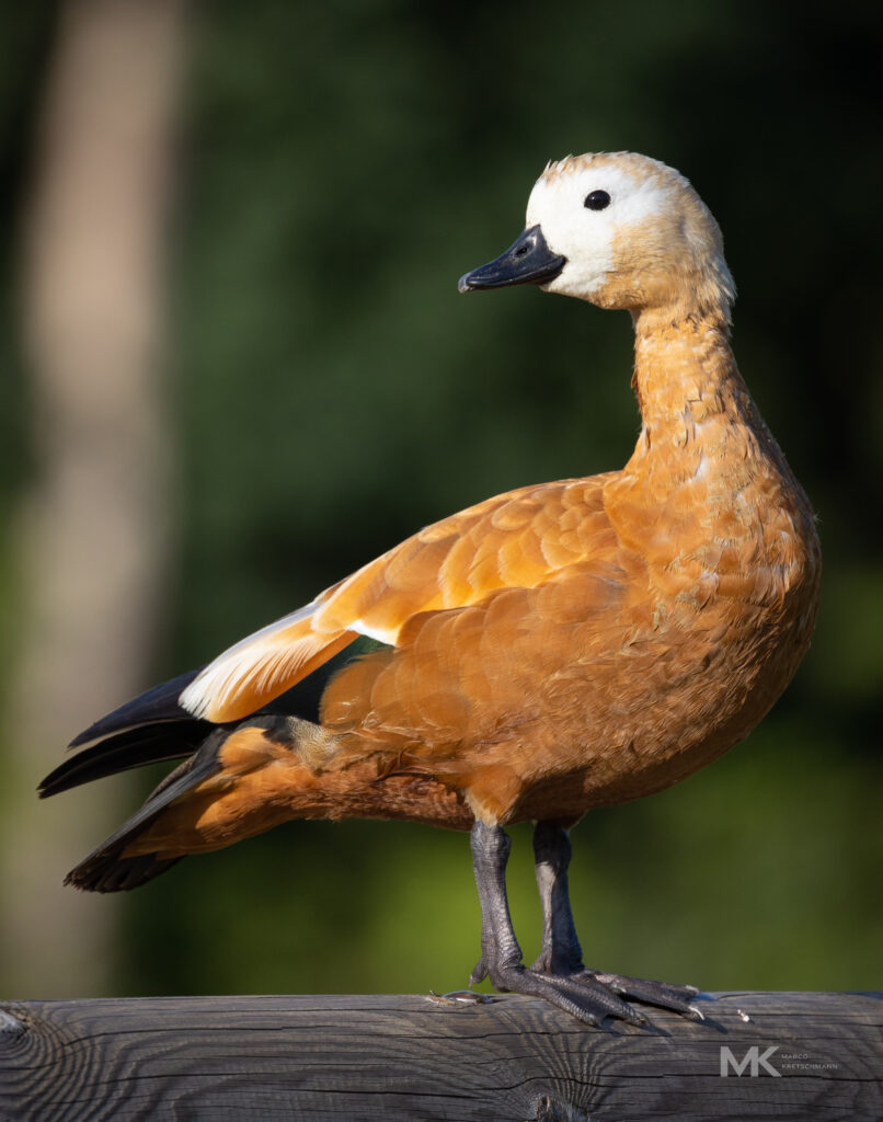Rotgans am Weiher in Breitenbrunn