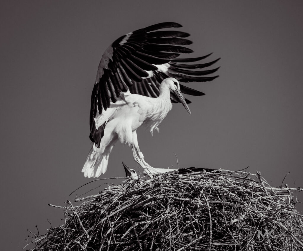 Storch im Storchennest