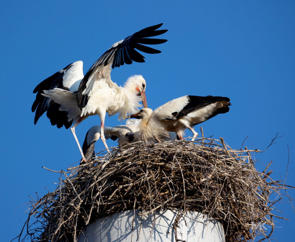 Storch beim Füttern in seinem Nest in Mindelheim
