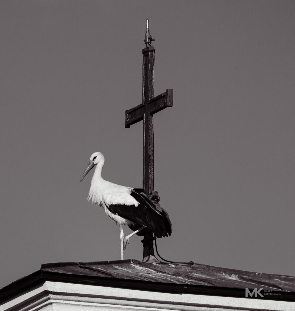 Storch auf einem Dach in Mindelheim