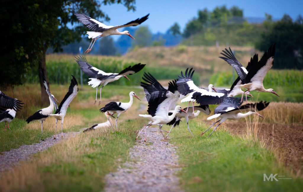 Störche im Abflug
