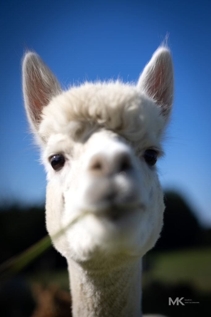 #alpaka