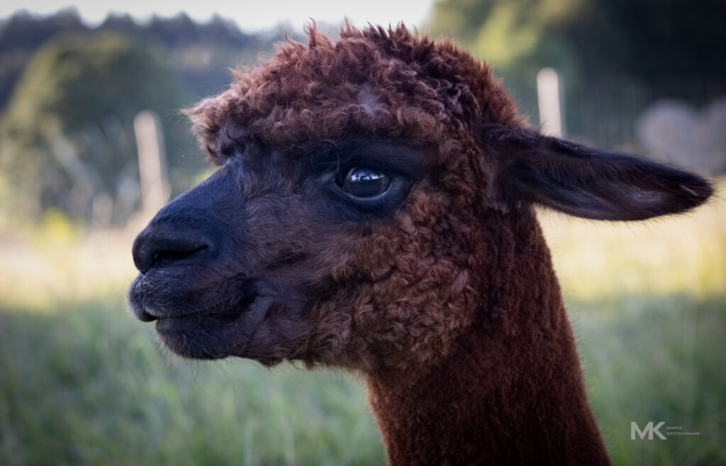 #alpaka