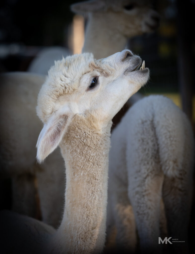 #alpaka