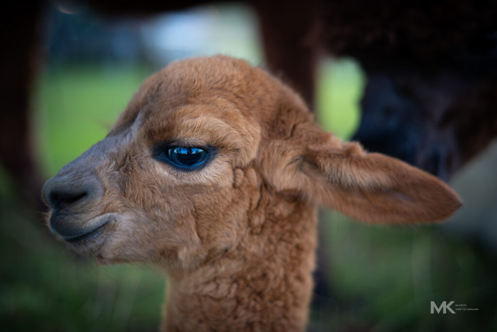 #alpaka