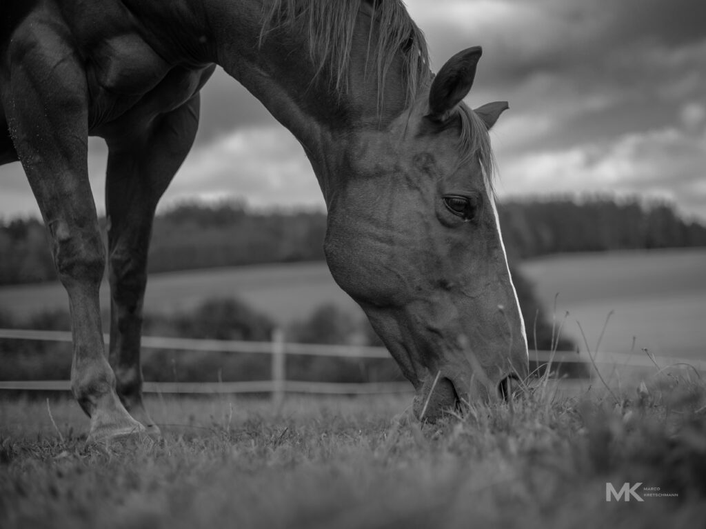 Bubi beim Fressen am Nordhang