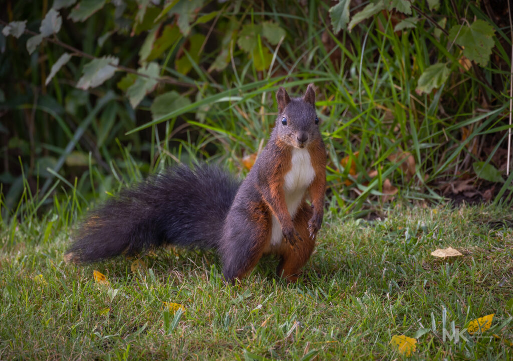 Squirrel from this Morning :-)