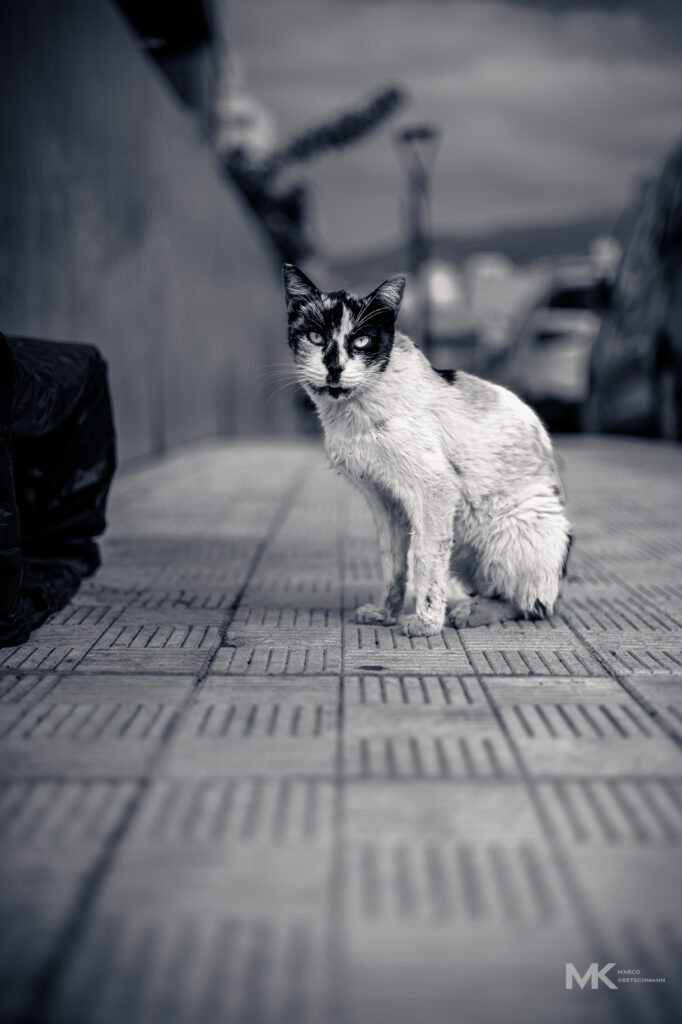 streetcat