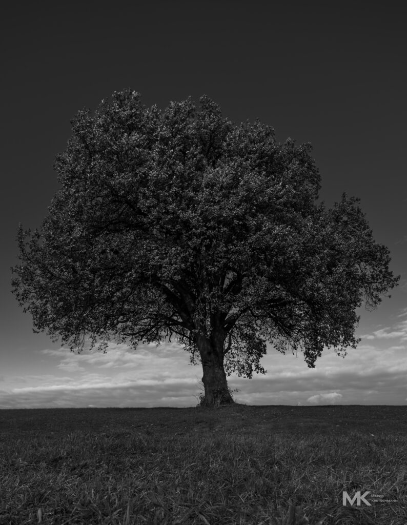 tree and clouds