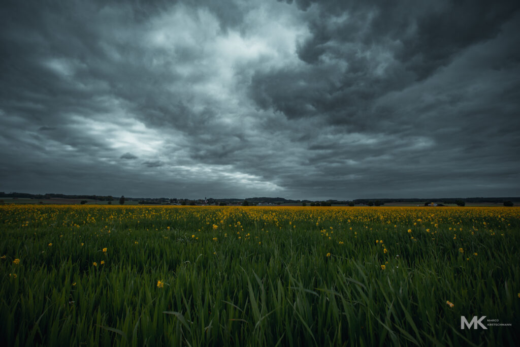 dark skye an green grass yellow flowers